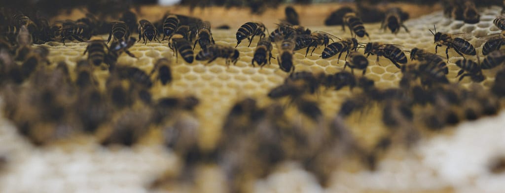 Installer un essaim nu