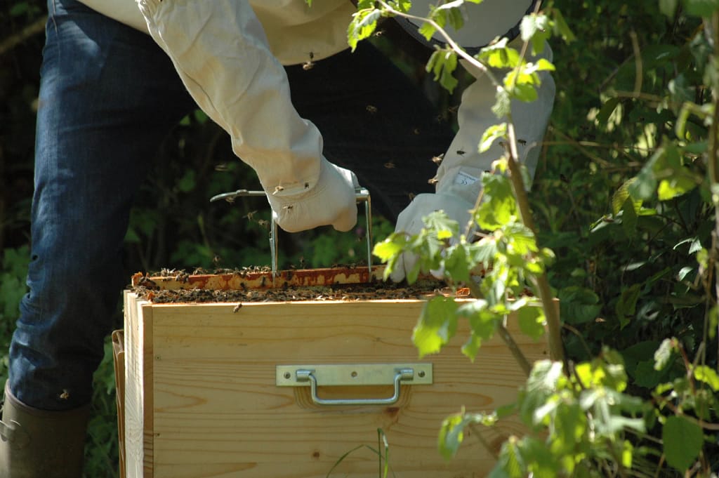 Essaims d'abeilles noires Rhône-Alpes