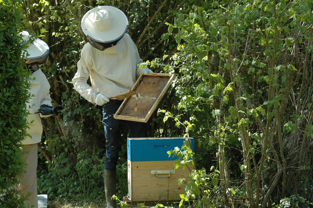 Ouverture d'une ruche d'abeilles noires en Rhône-Alpes