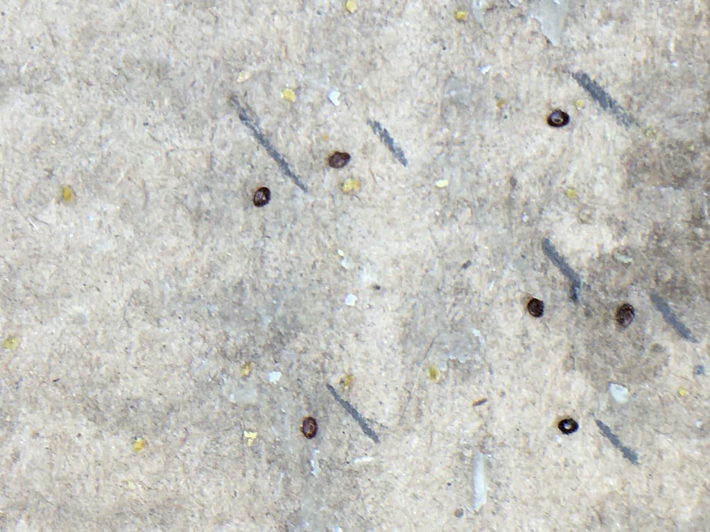 comment compter les varraos