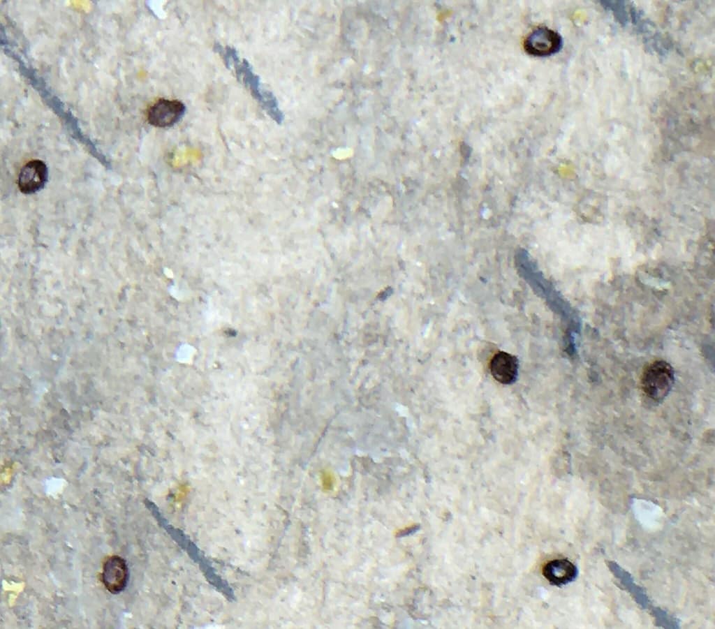 Comptage varroa sur lange