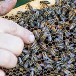 Reine vierge sur cadre de ruche