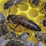 reine d'abeille fécondées à vendre