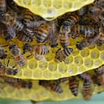 Construction de rayon naturels par les abeilles