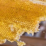 Cadre de hausses avec du miel