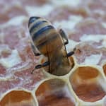 le miel est-il du vomi d'abeilles ?
