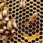 Abeille et pollen sur cadres