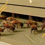 Abeilles battant le rappel