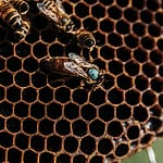 signes d'une ruche orpheline