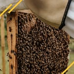 Abeilles noires 2022