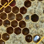 Comment lutter contre le varroa