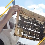 Elevage des reines d'abeilles