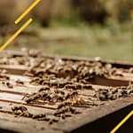 Booster une colonie d'abeilles