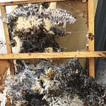 Comment lutter contre la fausse-teigne