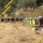 DCA ou zone de rassemblement des faux-bourdons