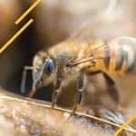 Les différentes races d'abeilles