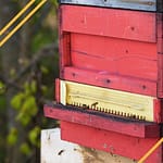 ruche warre conduite