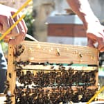 Quel est le cycle de vie de la reine des abeille