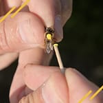 Comment marquer une reine ?