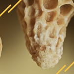 cellule de reine d'abeille