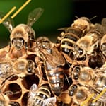 La reine des abeilles et bien plus grande