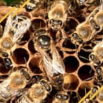 Quel est le rôle de la reine des abeilles dans la ruche