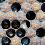 larve infecté par la loque européenne