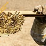 Quand nourrir les abeilles ?