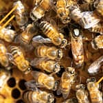 Quel est le prix d'une reine abeilles