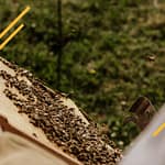 Quand changer le reine dans une colonies d'abeilles