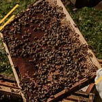 Quel différence entre un paquet d'aveilles et un essaim sur cadres