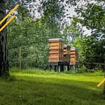 La ruche warre une apiculture naturelle