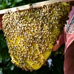 cadre bati de ruche kenyane