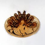 Varroa destructor