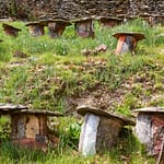 Apiculture naturelle, la ruche tronc
