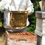 cvisiter et inspecter les colonies d'abeilles au printemps. Une étape éssentielle