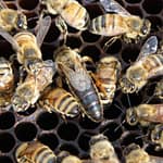 reine avec ses ouvrières