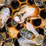 Choisir une reine d’abeilles pour son rucher : Buckfast, italienne et F1