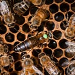 reine abeille marquée d'un point