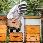 créer un essaim artificiel avec une reine fécondée buckfast