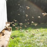 Abeilles en sortie d'hiver