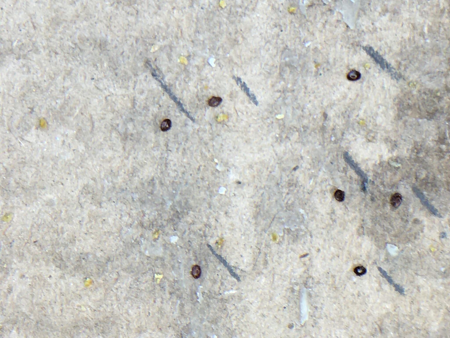 Couvain d’abeilles et sélection VSH contre Varroa Observation du couvain d’abeilles dans le cadre de la sélection VSH contre Varroa