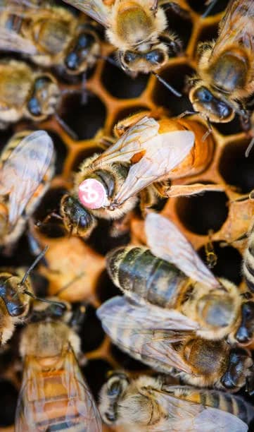 Choisir une reine d’abeilles pour son rucher : Buckfast, italienne et F1