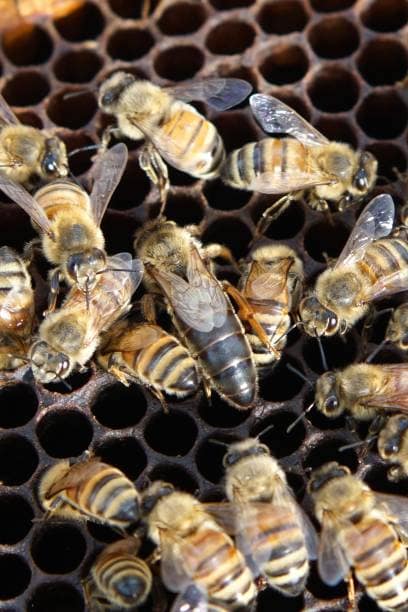 reine avec ses ouvrières