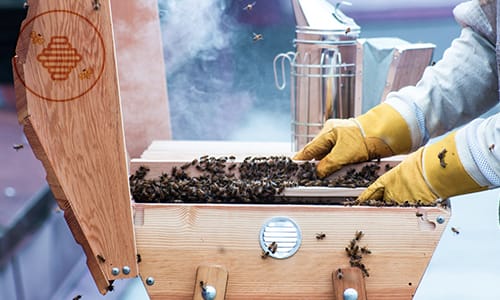 Essaim ruche kenyane à vendre