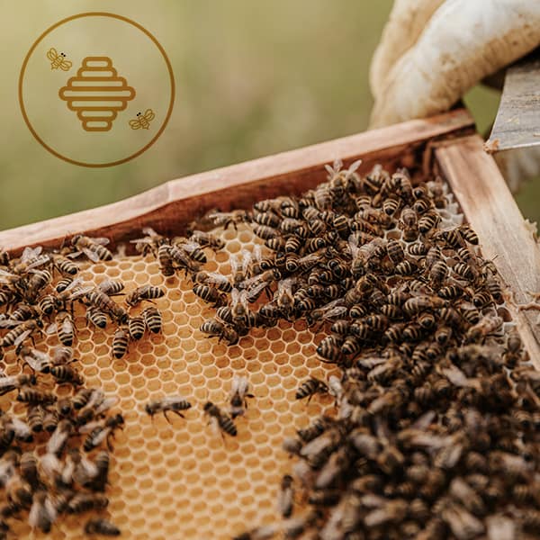 Essaim d'abeilles à vendre