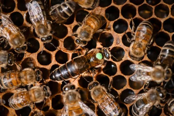 reine abeille marquée d'un point