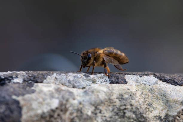 quelle eau pour les abeilles ?