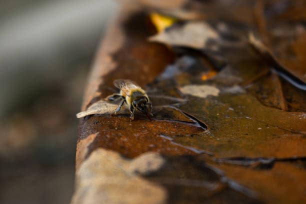 eau pour les abeilles