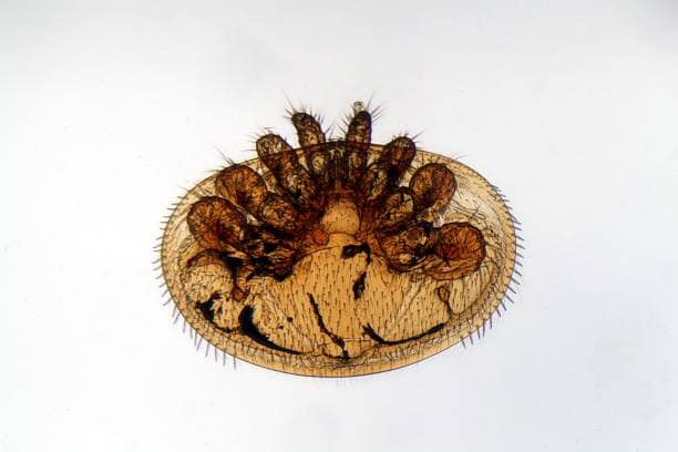 Varroa destructor
